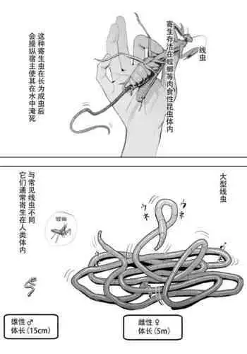 Oohariganemushi No Seitai